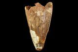 Bargain, Fossil Crocodile (Elosuchus) Tooth - Morocco #109924-1